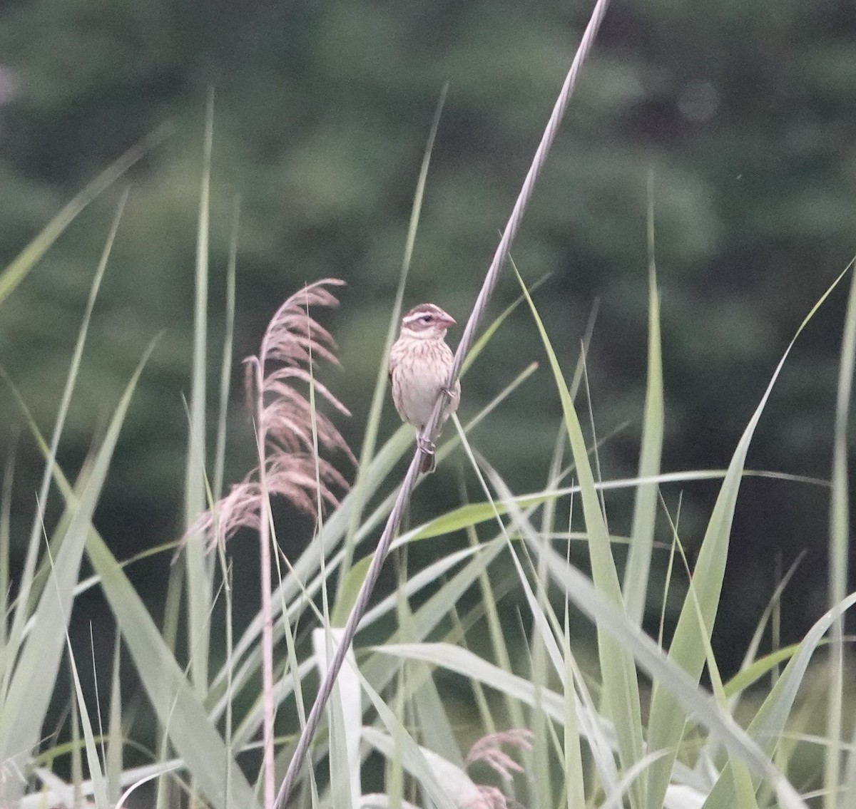 Rose-breasted Grosbeak - ML356843731