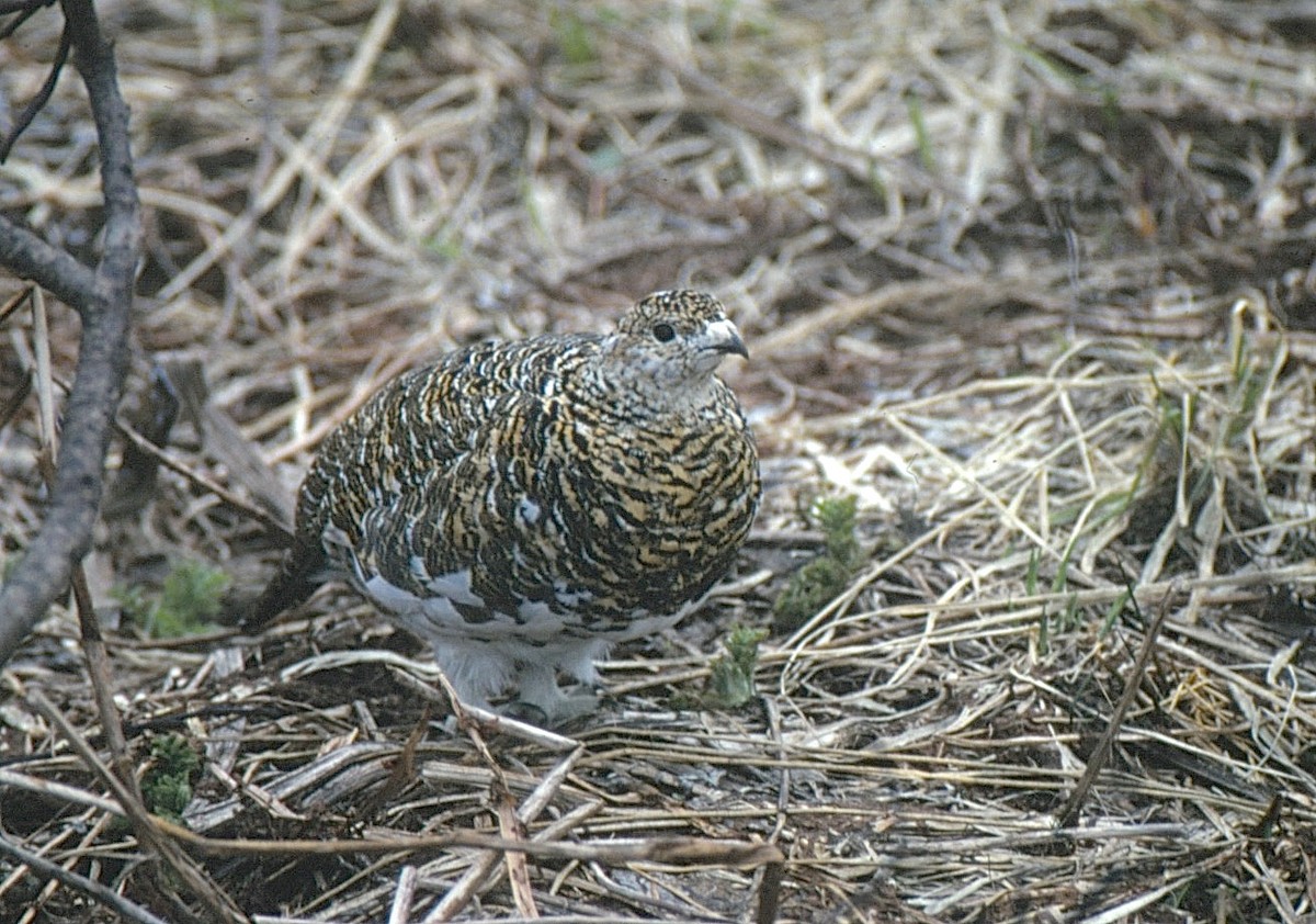 Rock Ptarmigan - ML35684401