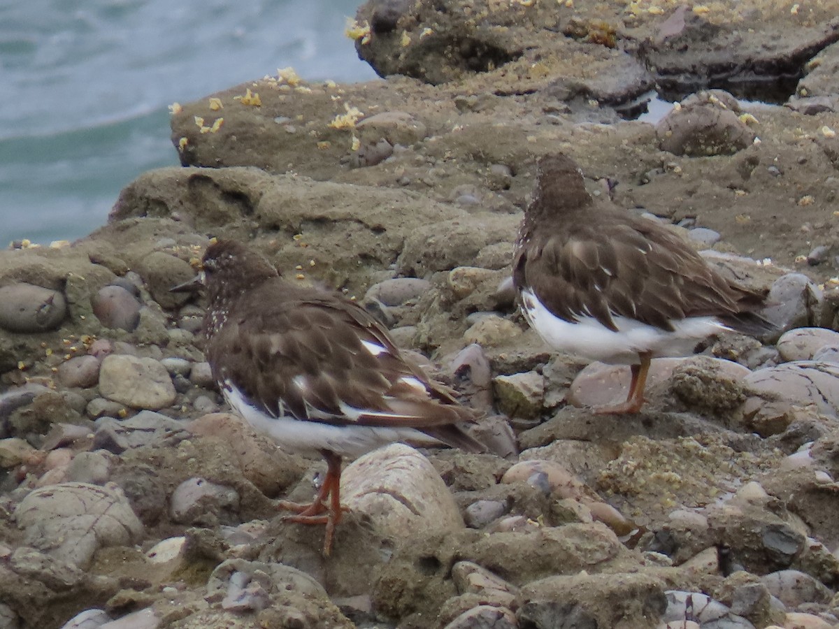 Black Turnstone - ML356845041