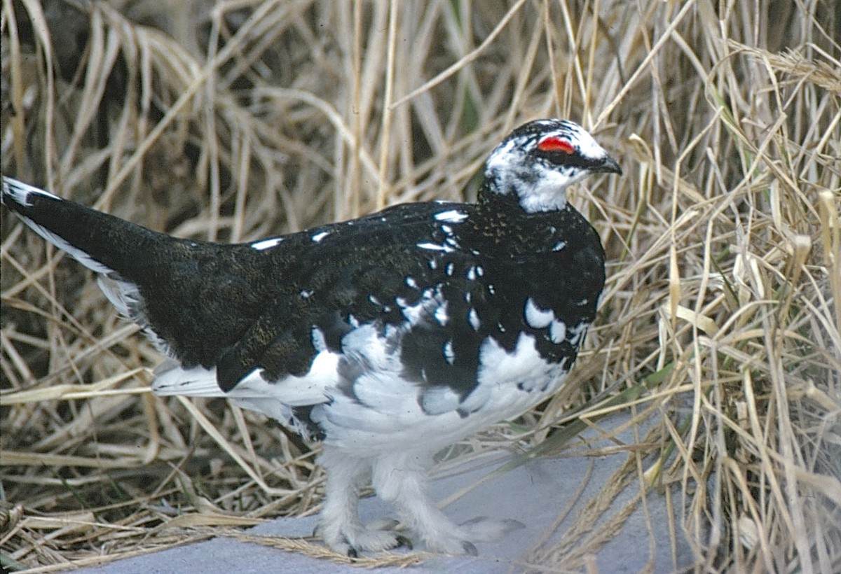 Rock Ptarmigan - ML35684611