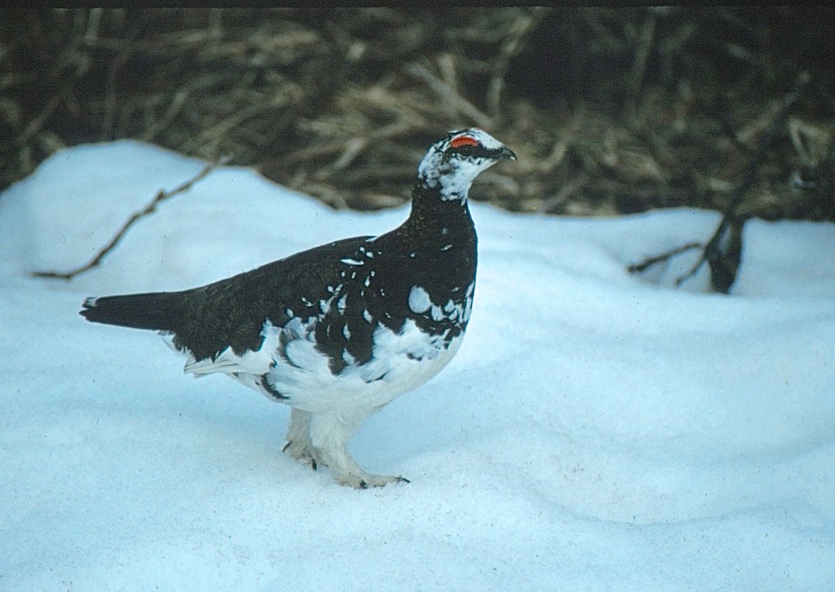 Rock Ptarmigan - ML35684641