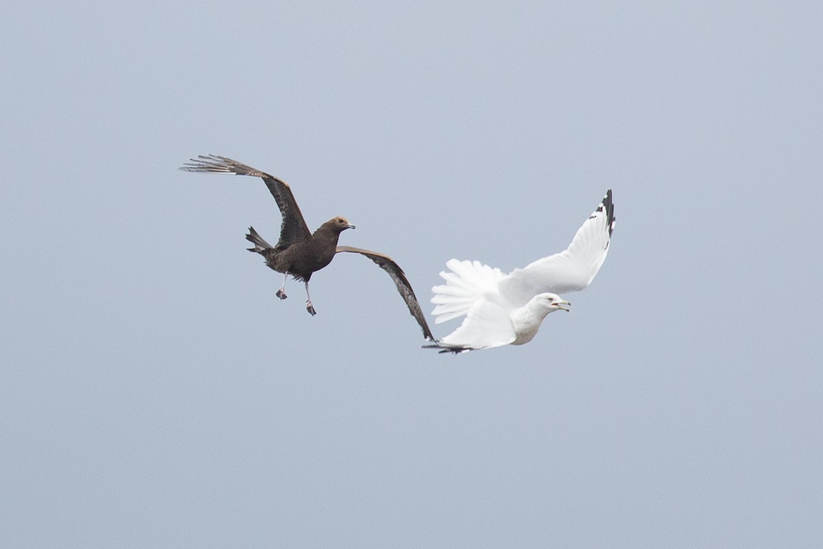 Parasitic Jaeger - ML35684701