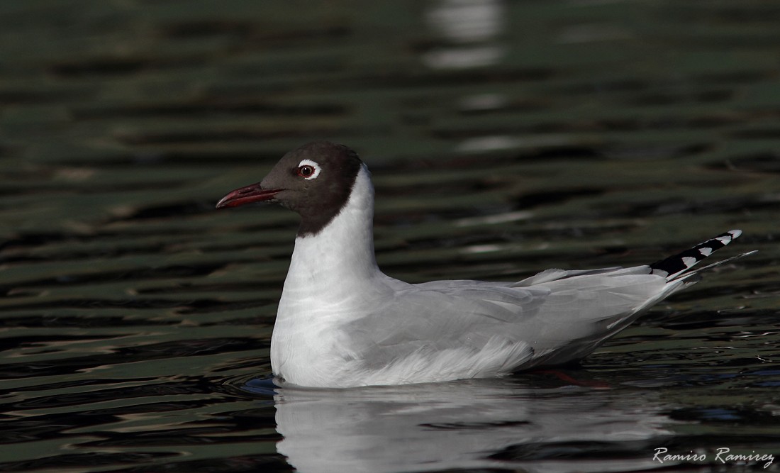 Brown-hooded Gull - ML356847311