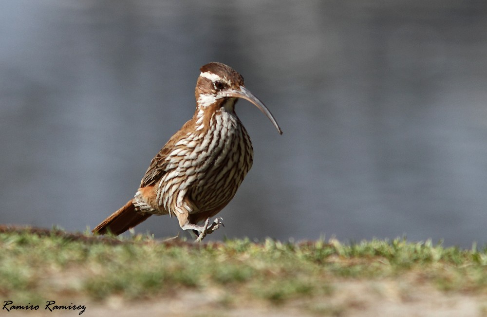 Scimitar-billed Woodcreeper - ML356847631