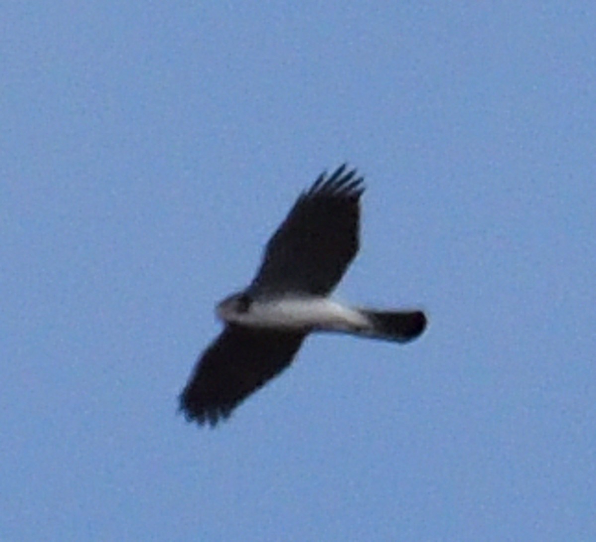 Eurasian Goshawk - ML356848041