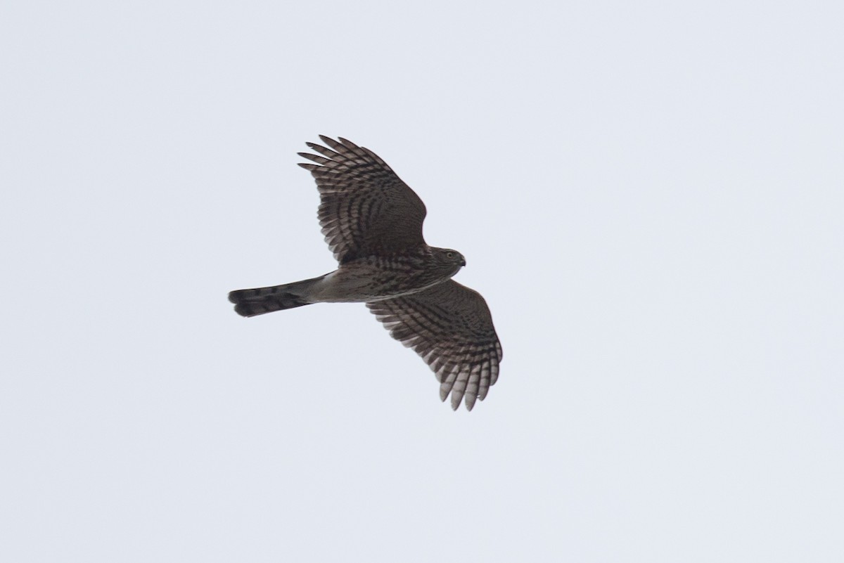 Sharp-shinned Hawk (Northern) - Chris Wood