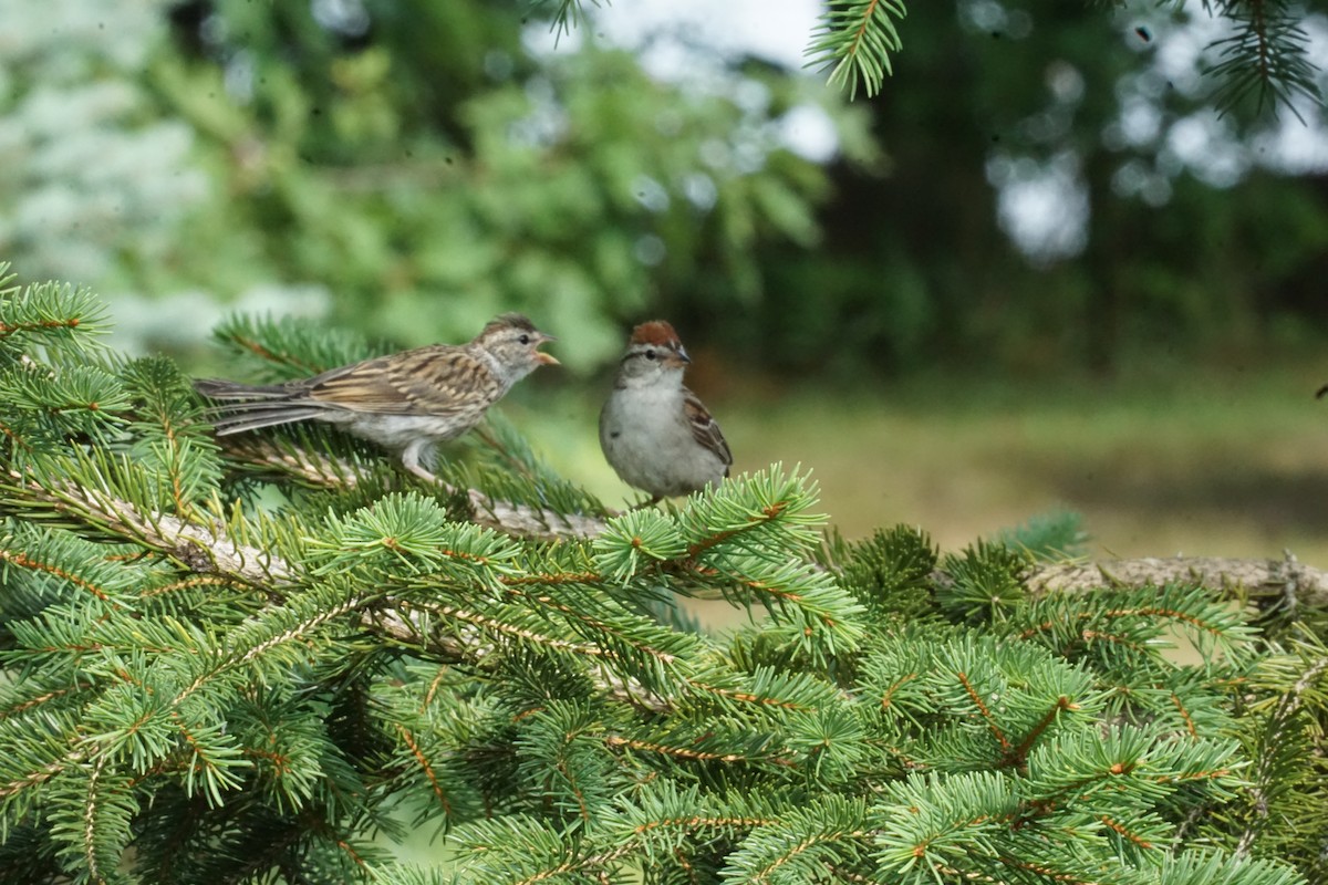 Chipping Sparrow - ML356848821