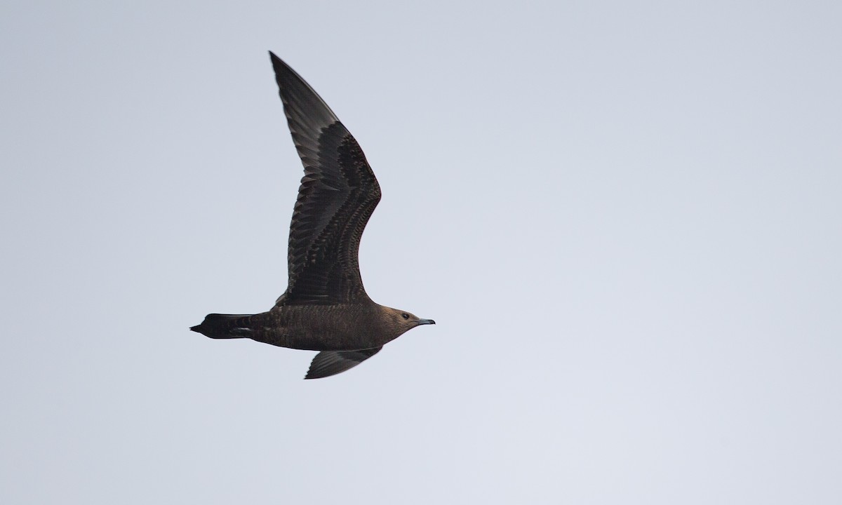 Parasitic Jaeger - Chris Wood