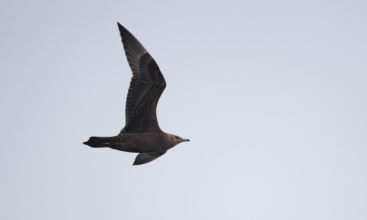 Parasitic Jaeger - ML35684911