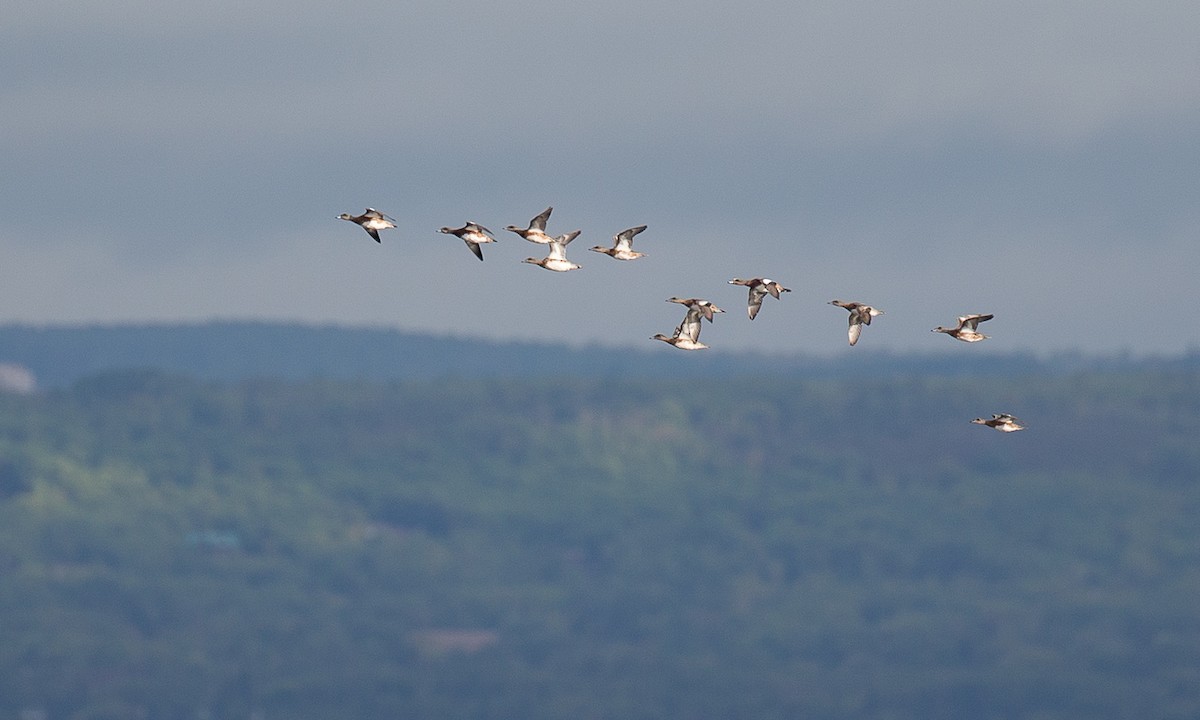 American Wigeon - ML35685001