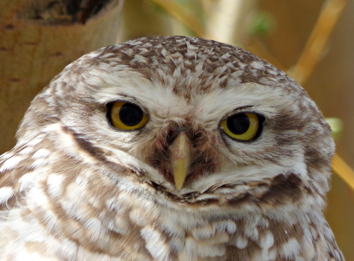 Burrowing Owl - ML356850411