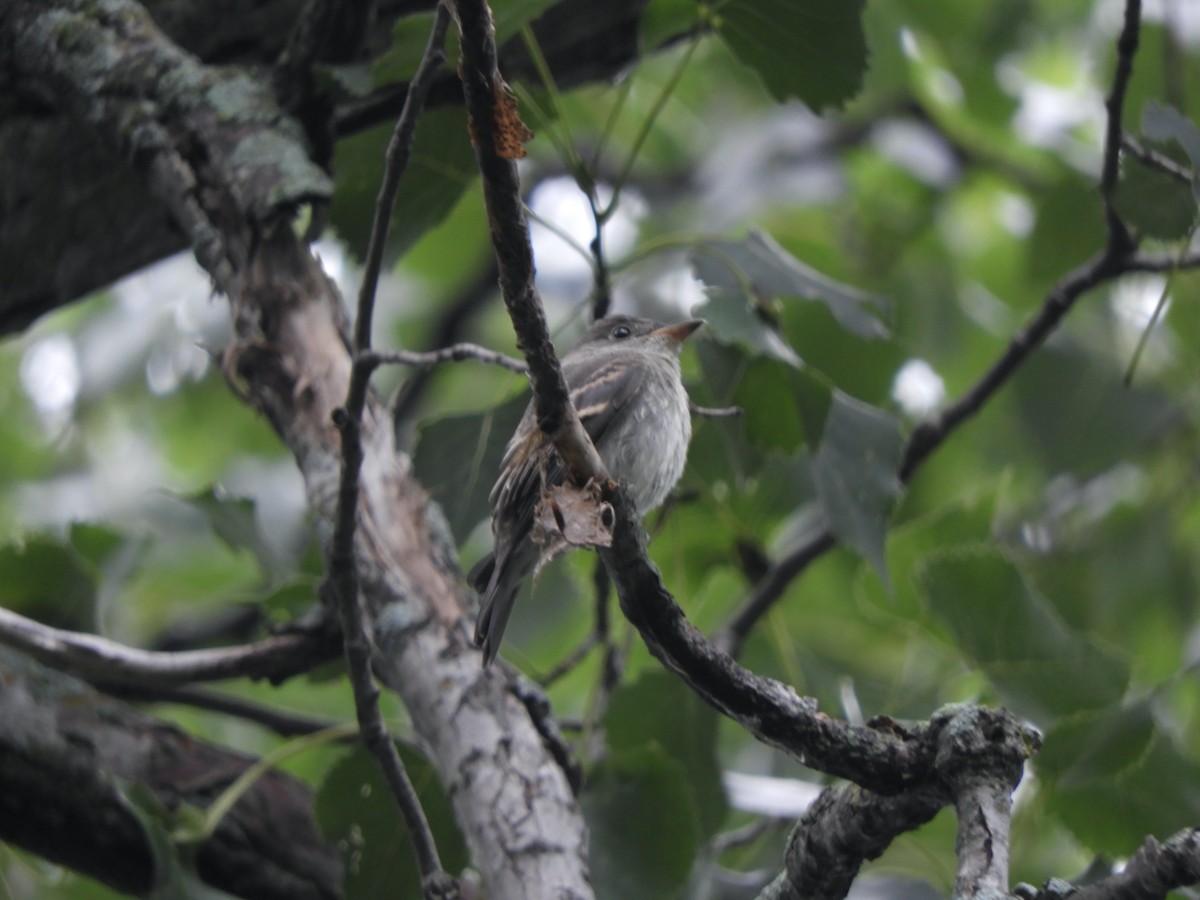 Eastern Wood-Pewee - ML356850631