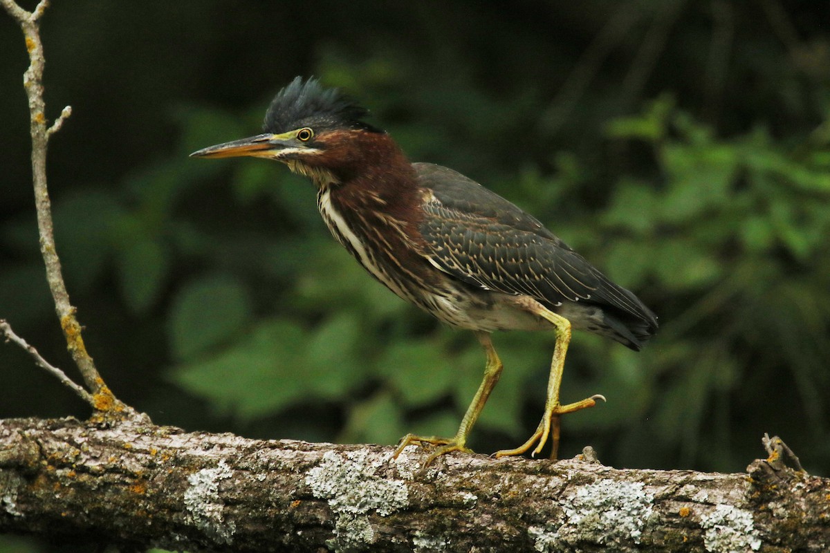 Green Heron - ML356851661