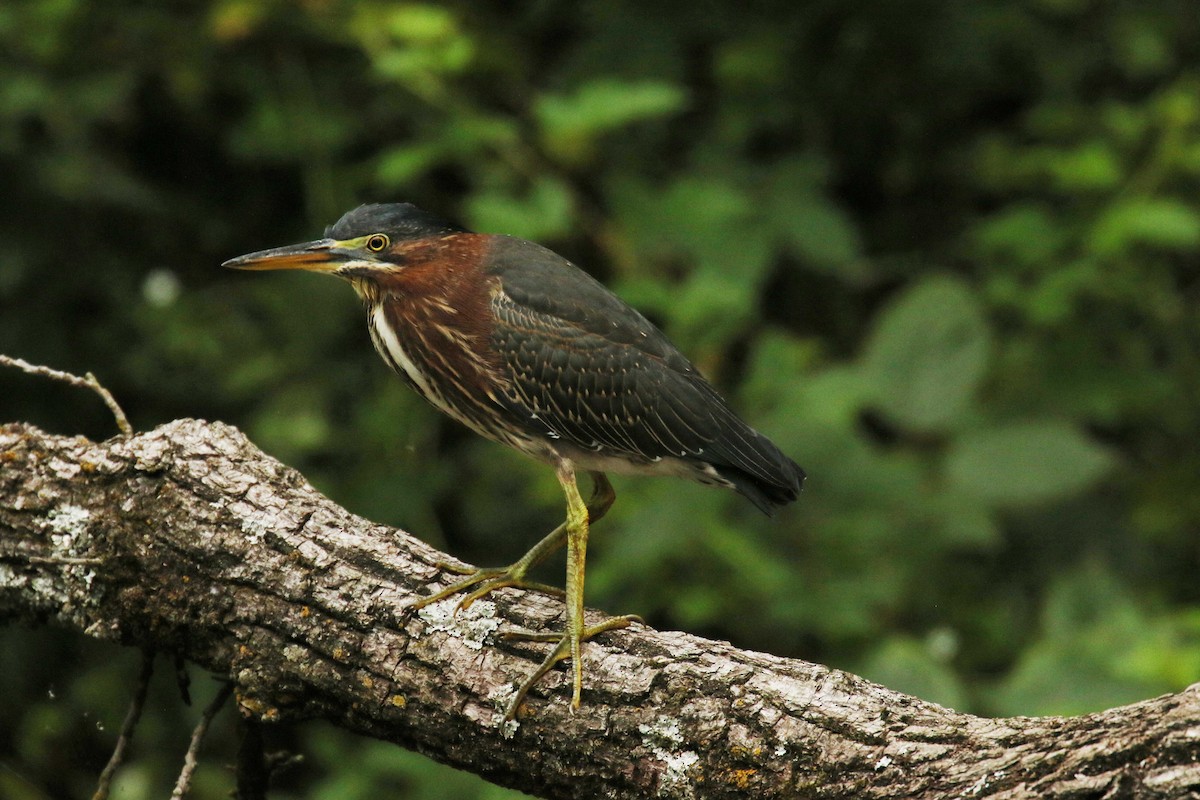 Green Heron - ML356851981