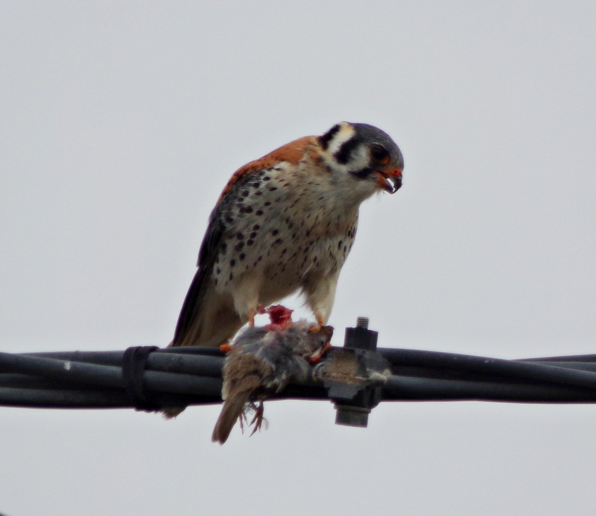 American Kestrel - ML356852431