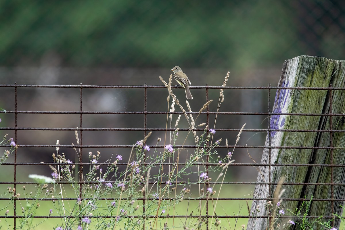 Willow Flycatcher - ML356852851