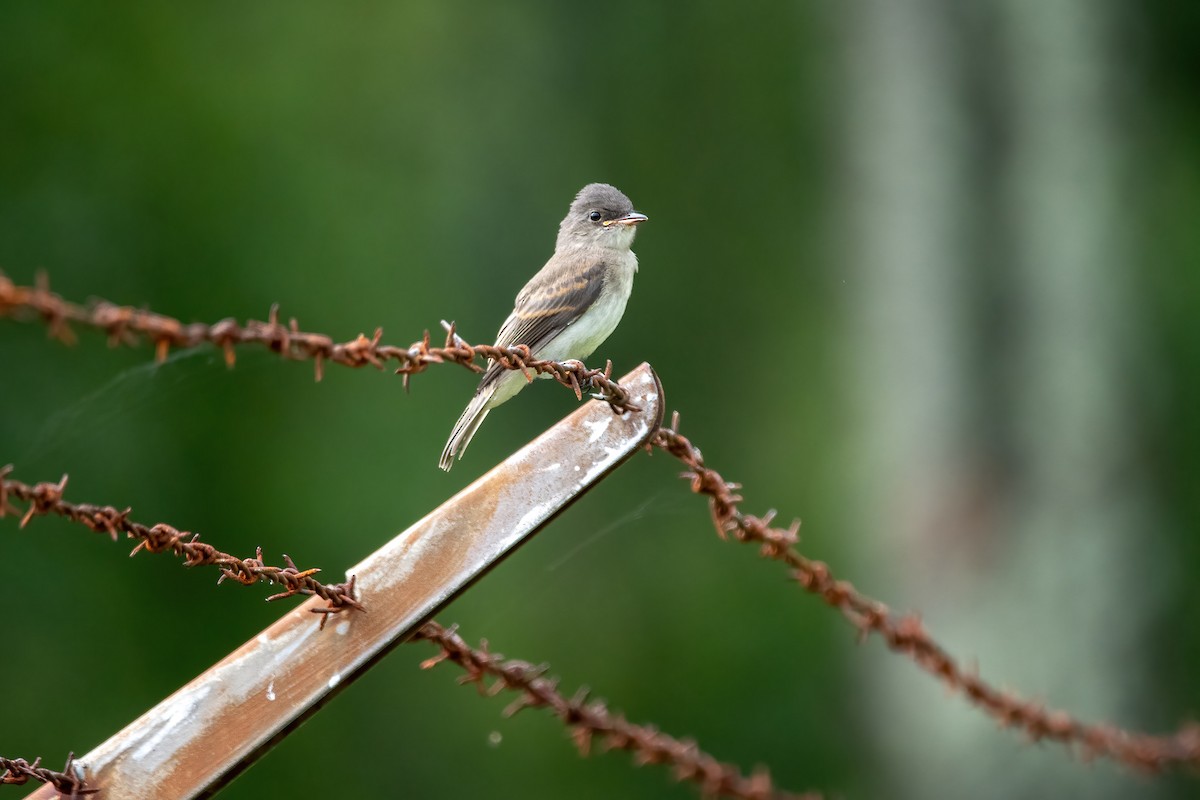 Eastern Wood-Pewee - ML356852961