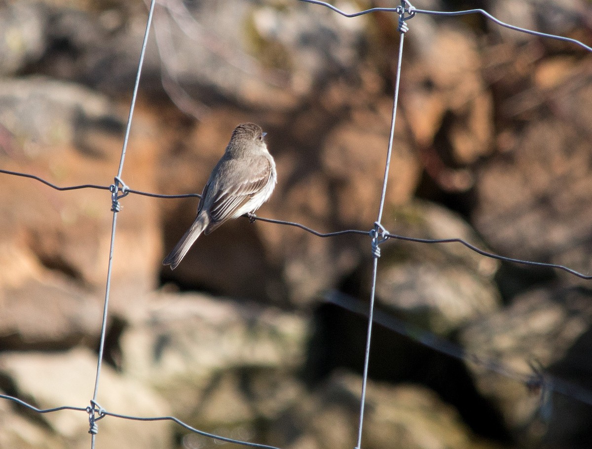 Eastern Phoebe - ML356853171