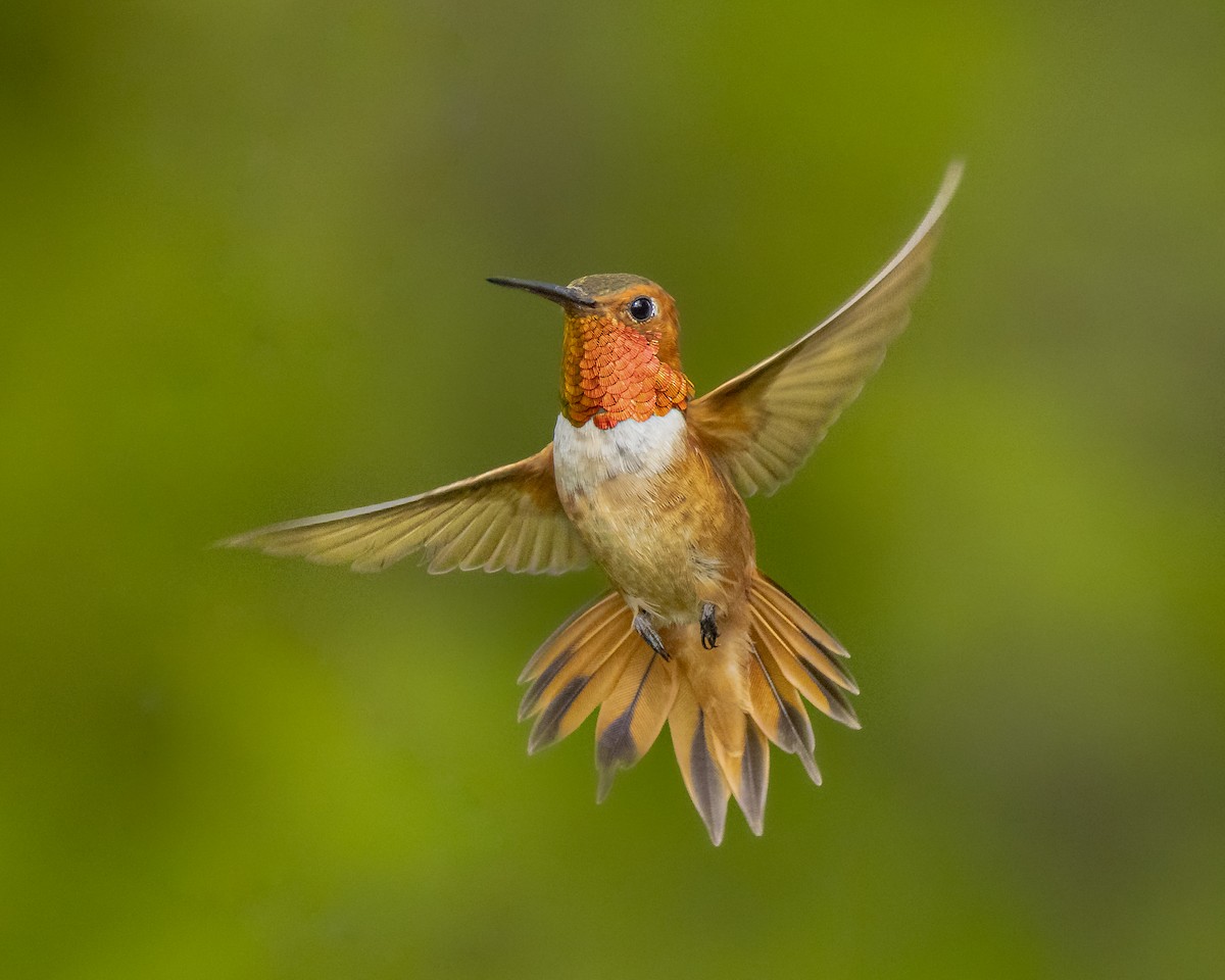 Rufous Hummingbird - ML356853501