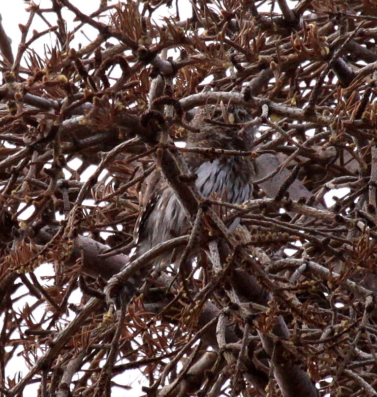 Northern Pygmy-Owl - ML35685351