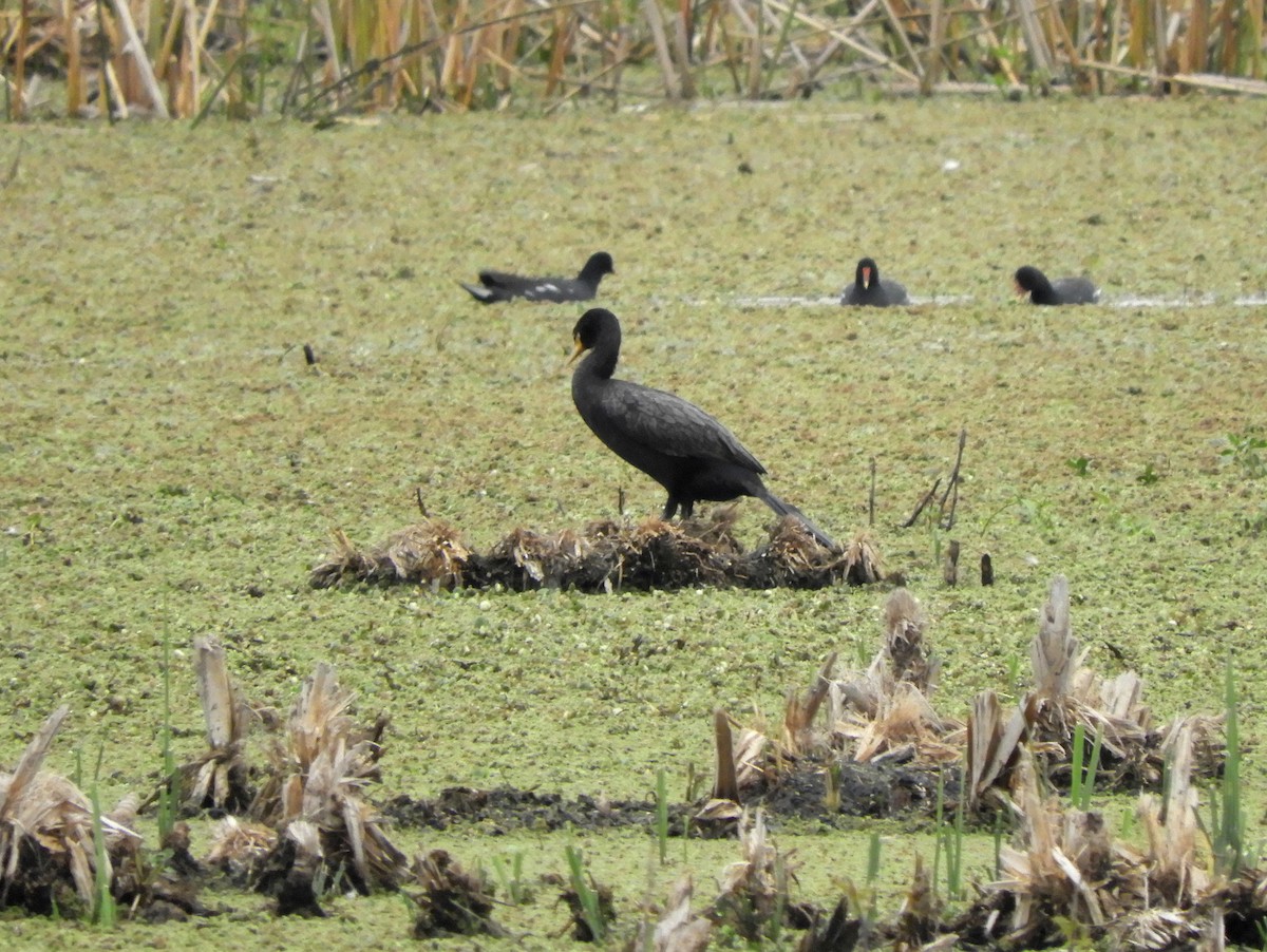 Neotropic Cormorant - ML356853711