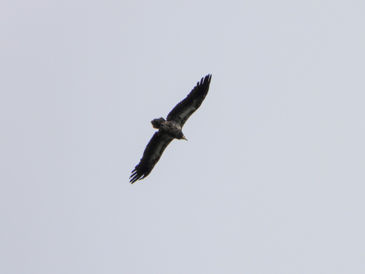 Egyptian Vulture - ML356854611