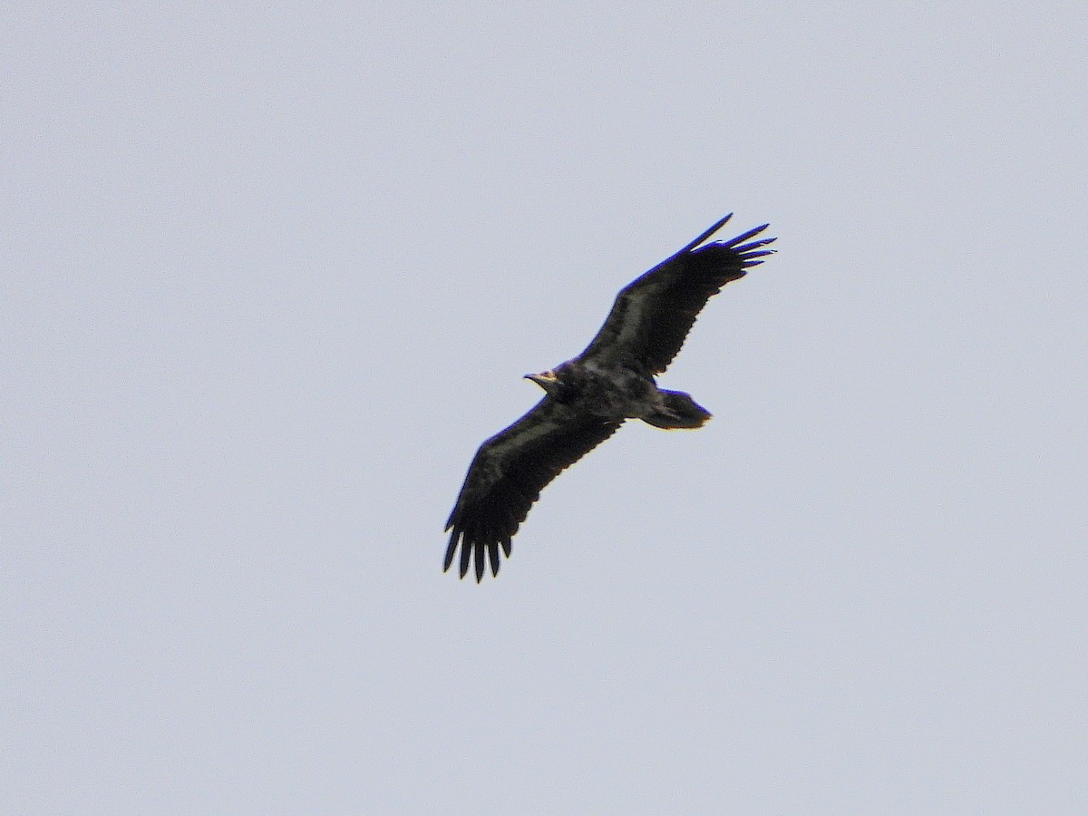 Egyptian Vulture - ML356854621