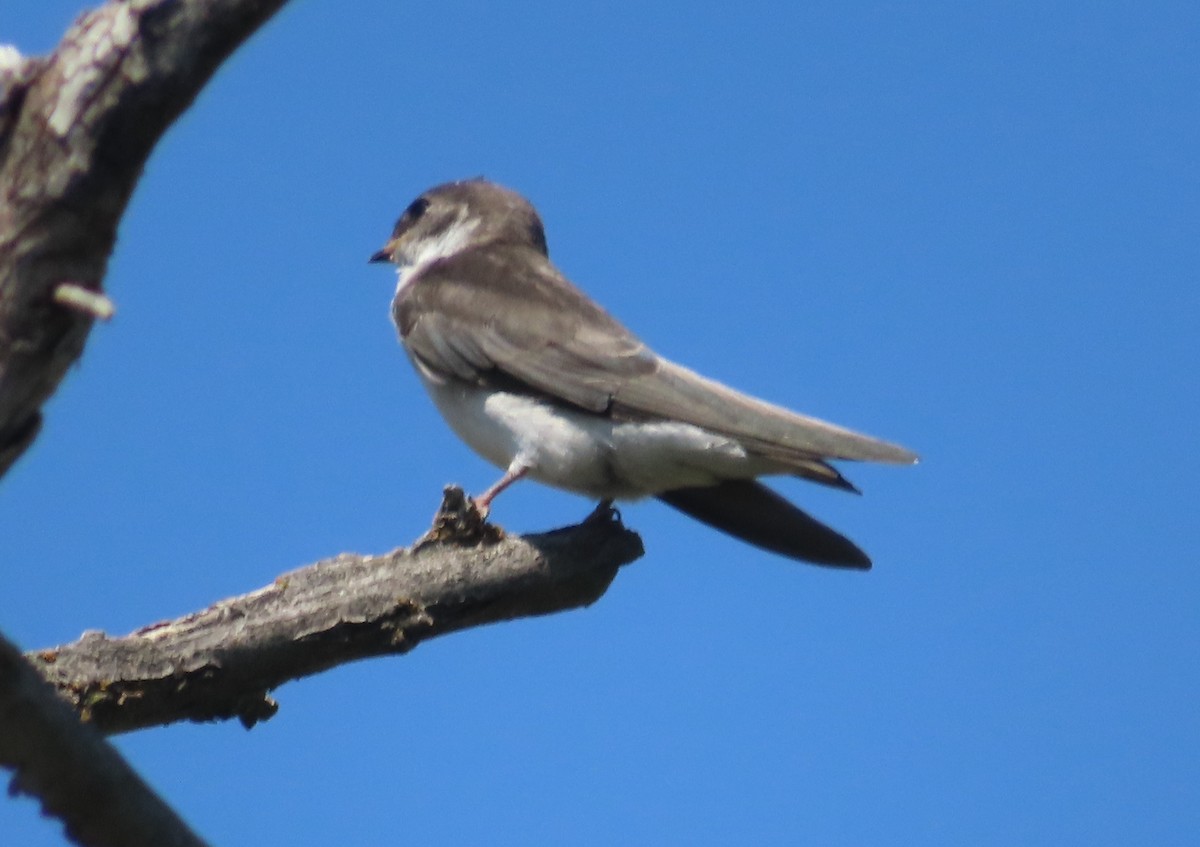 Violet-green Swallow - ML356855181