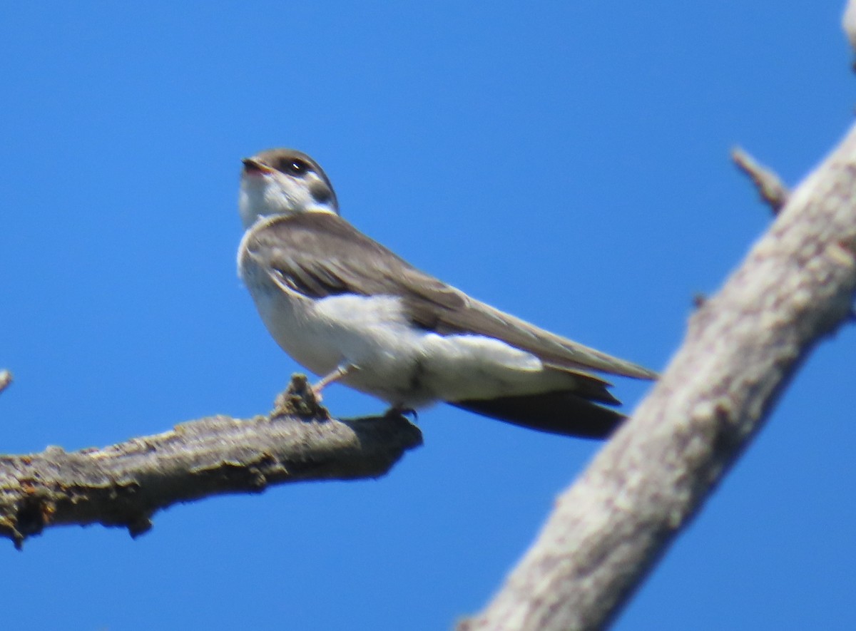 Violet-green Swallow - ML356855211