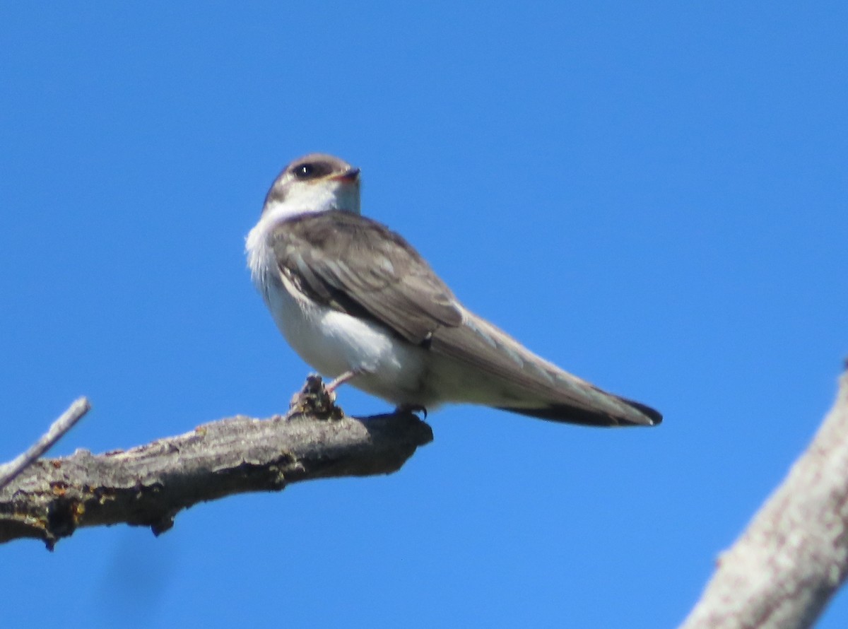 Violet-green Swallow - ML356855251