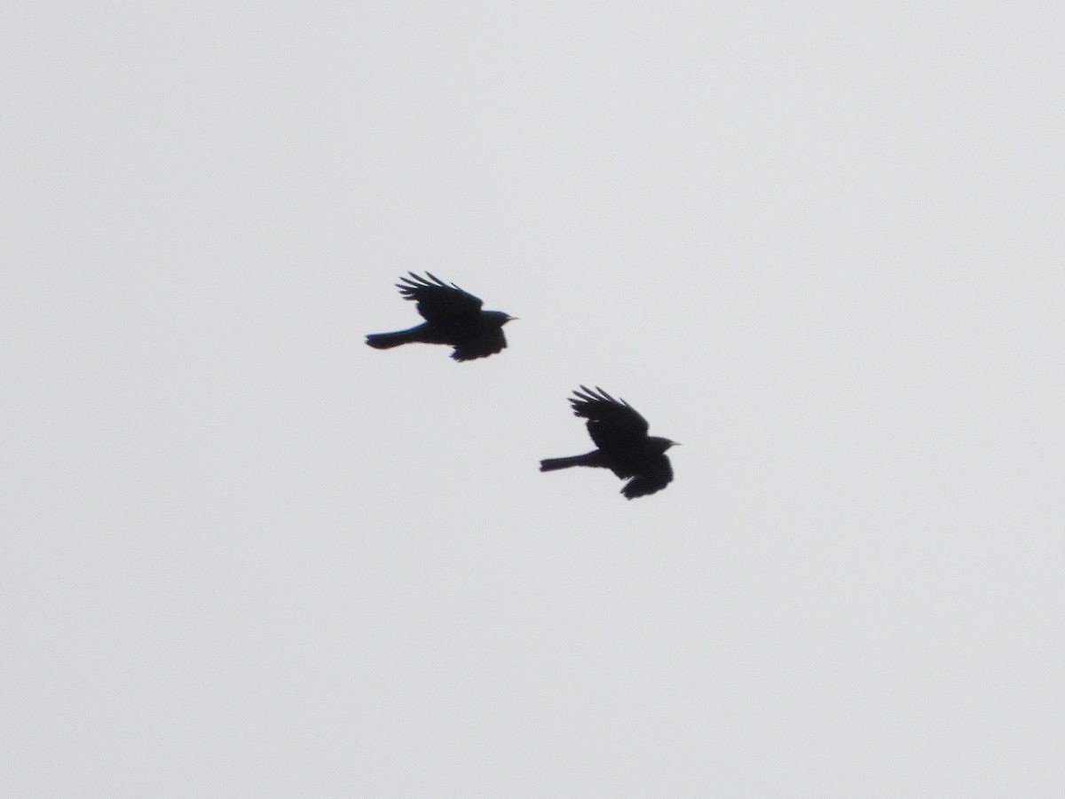 Yellow-billed Chough - ML356856671