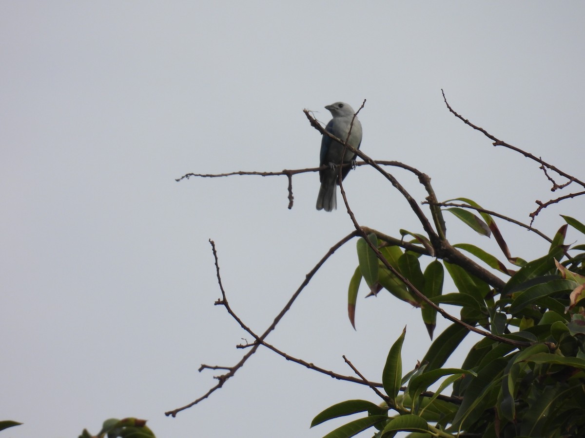 Blue-gray Tanager - ML356856681