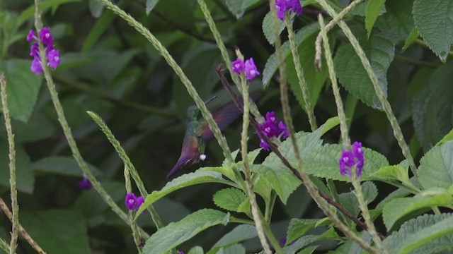 Blue-tailed Hummingbird - ML356856851