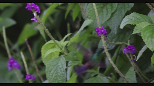 Blue-tailed Hummingbird - ML356856911