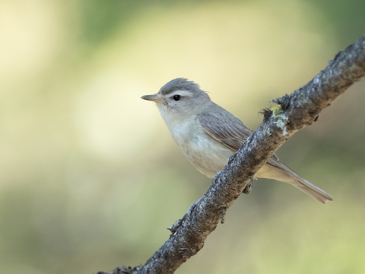 Warbling Vireo - ML356857471