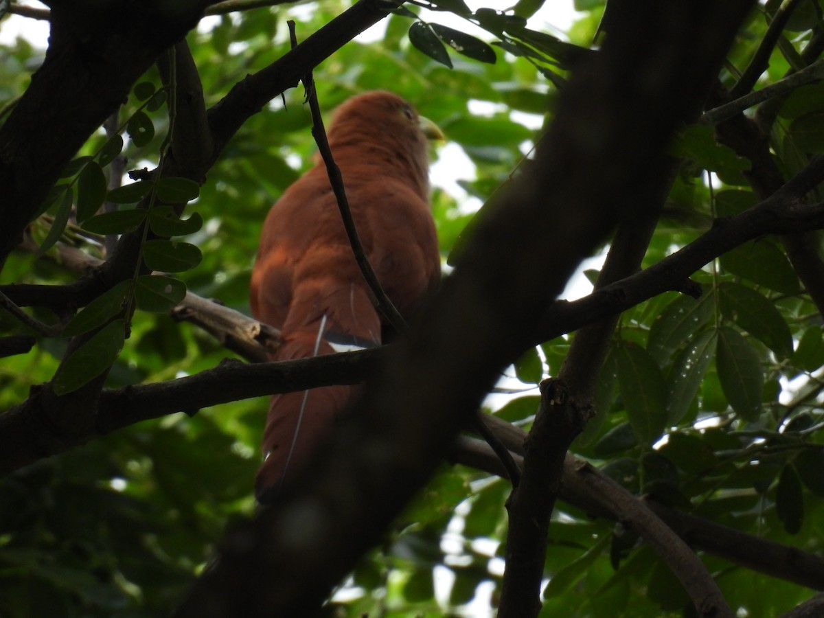 Squirrel Cuckoo - ML356857581