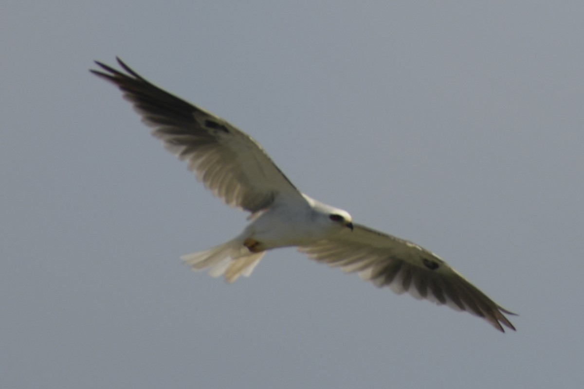 White-tailed Kite - ML356857961