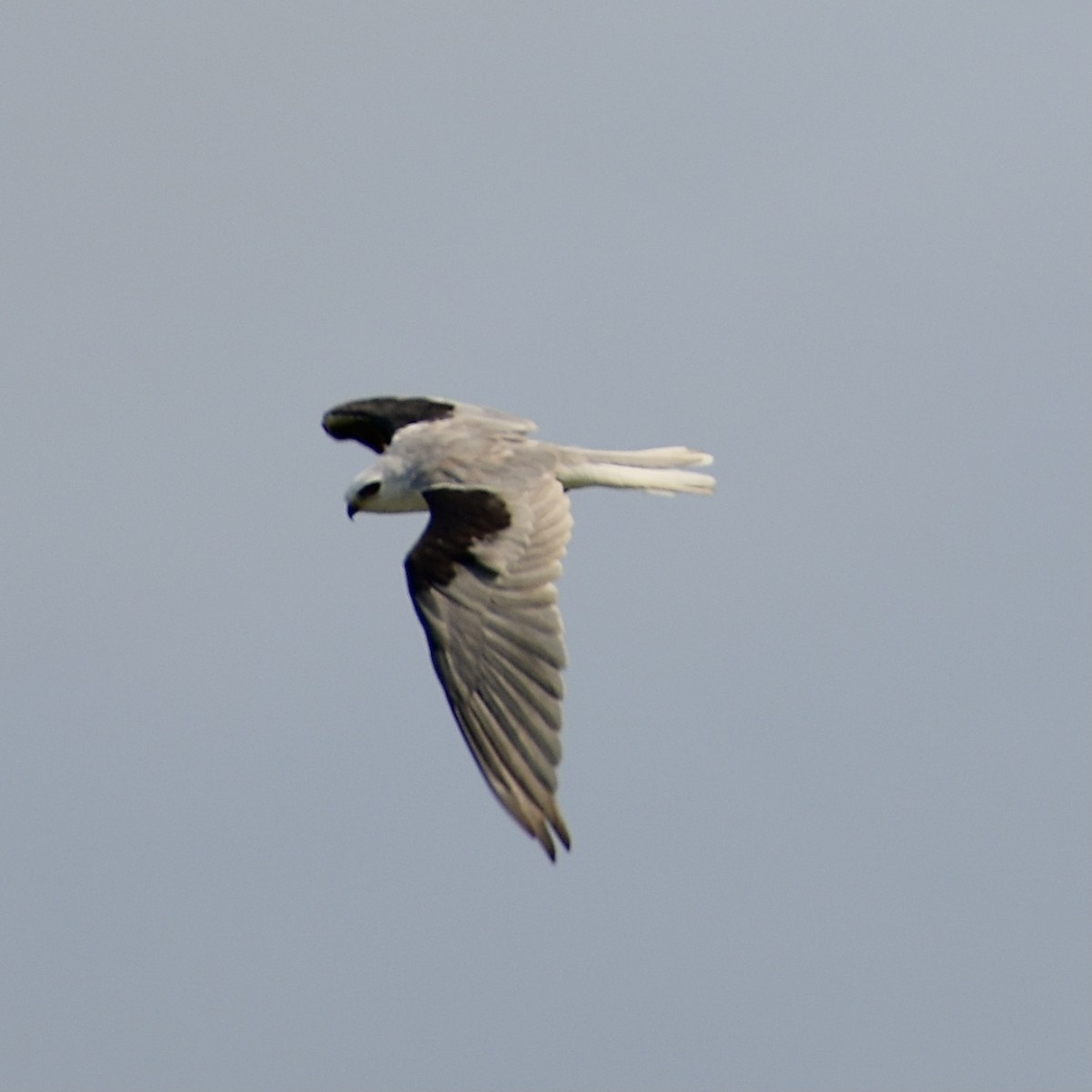 White-tailed Kite - ML356857981