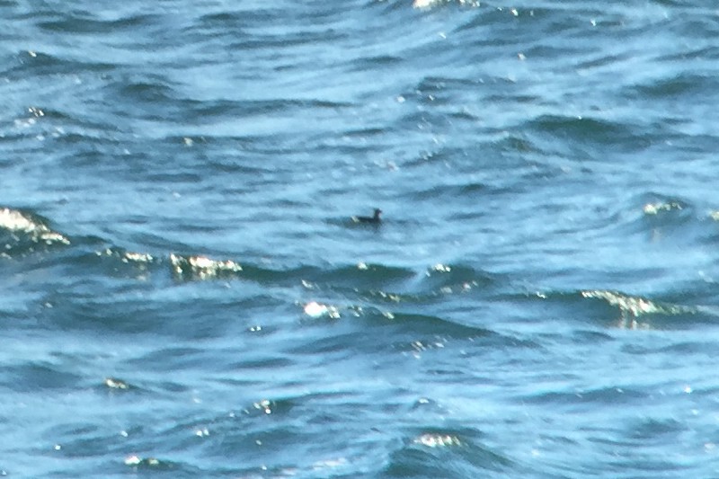 Cassin's Auklet - ML35685801