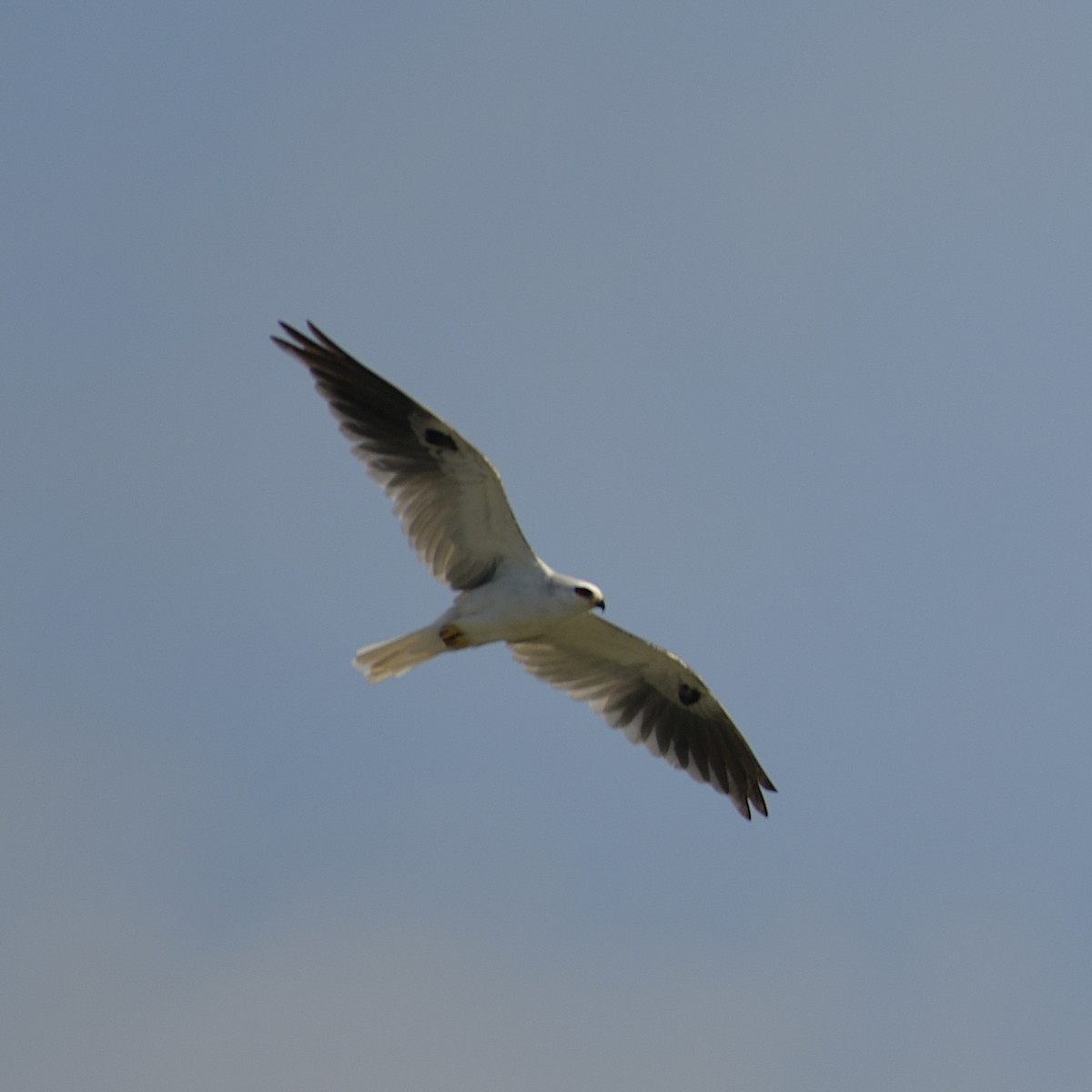 White-tailed Kite - ML356858011