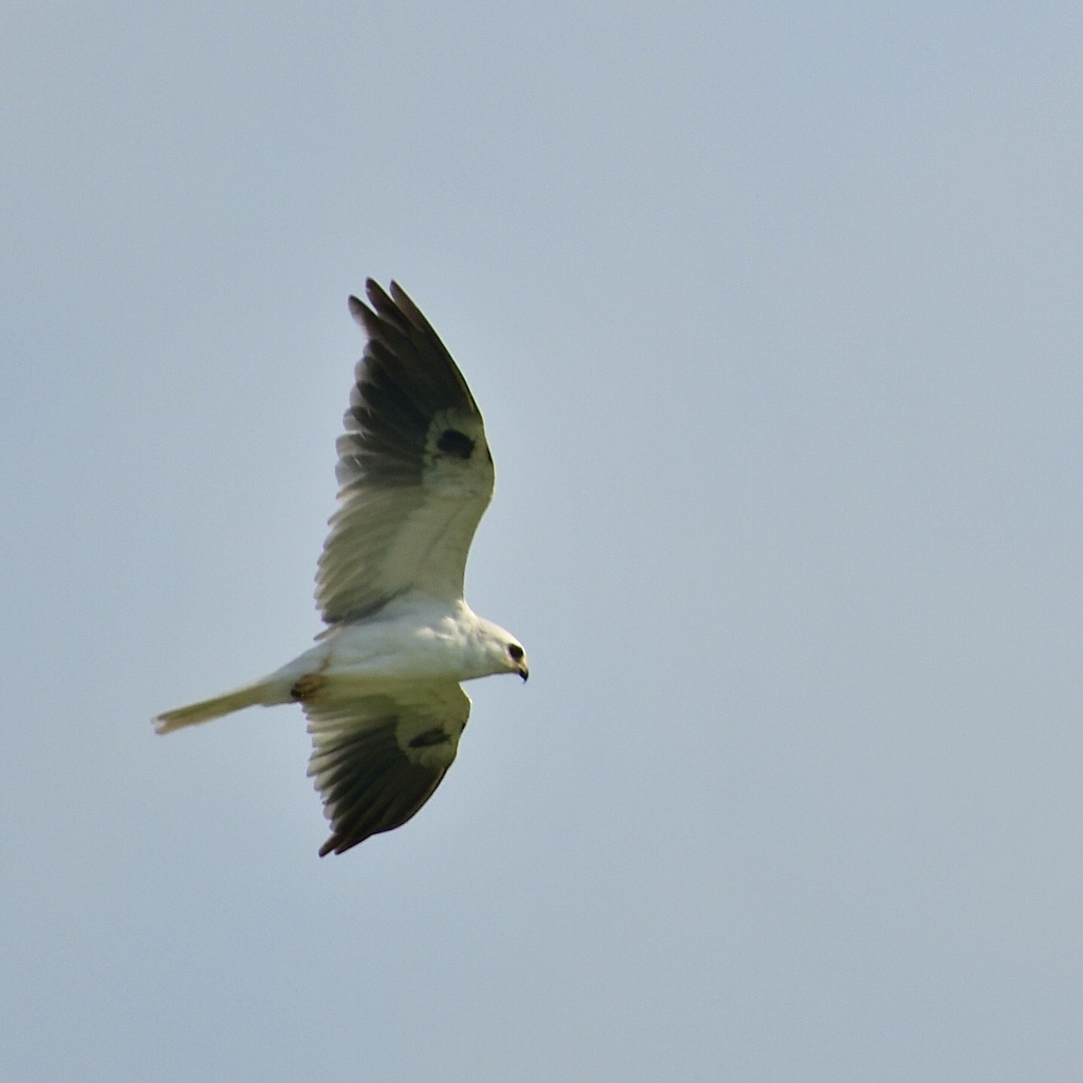 White-tailed Kite - ML356858041