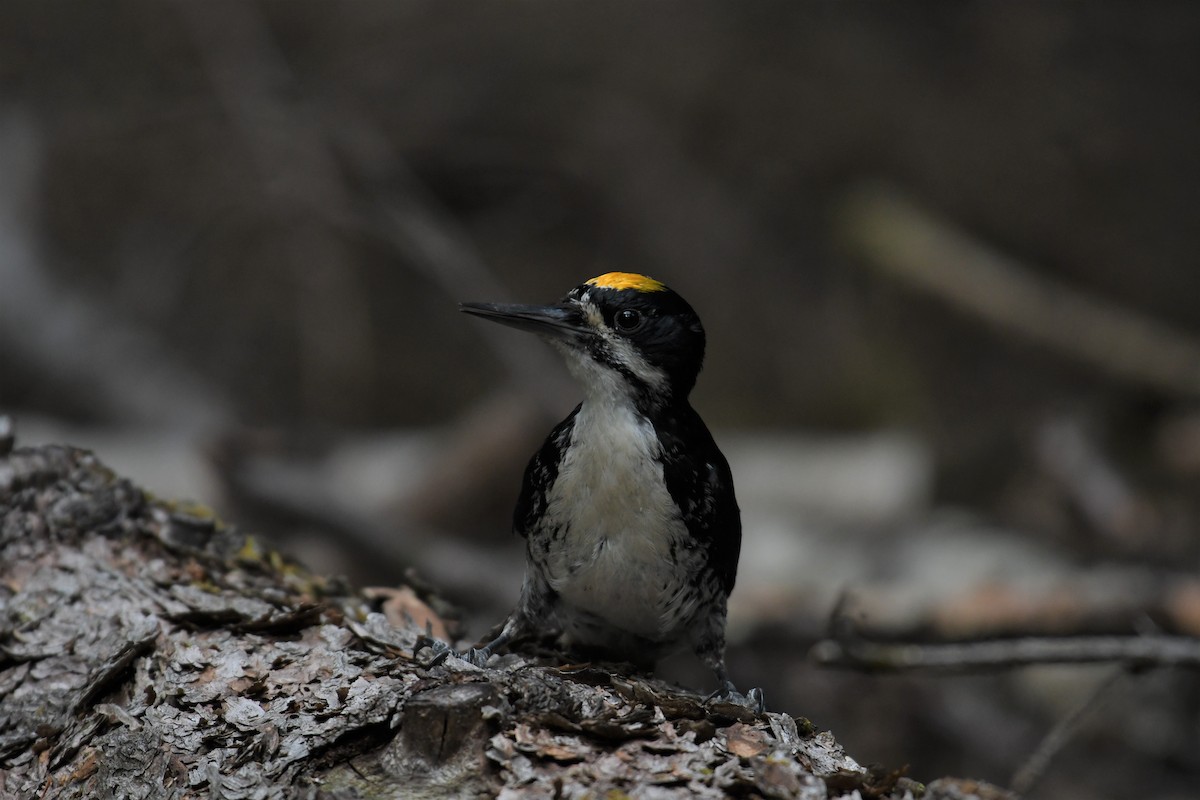 Black-backed Woodpecker - ML356858901