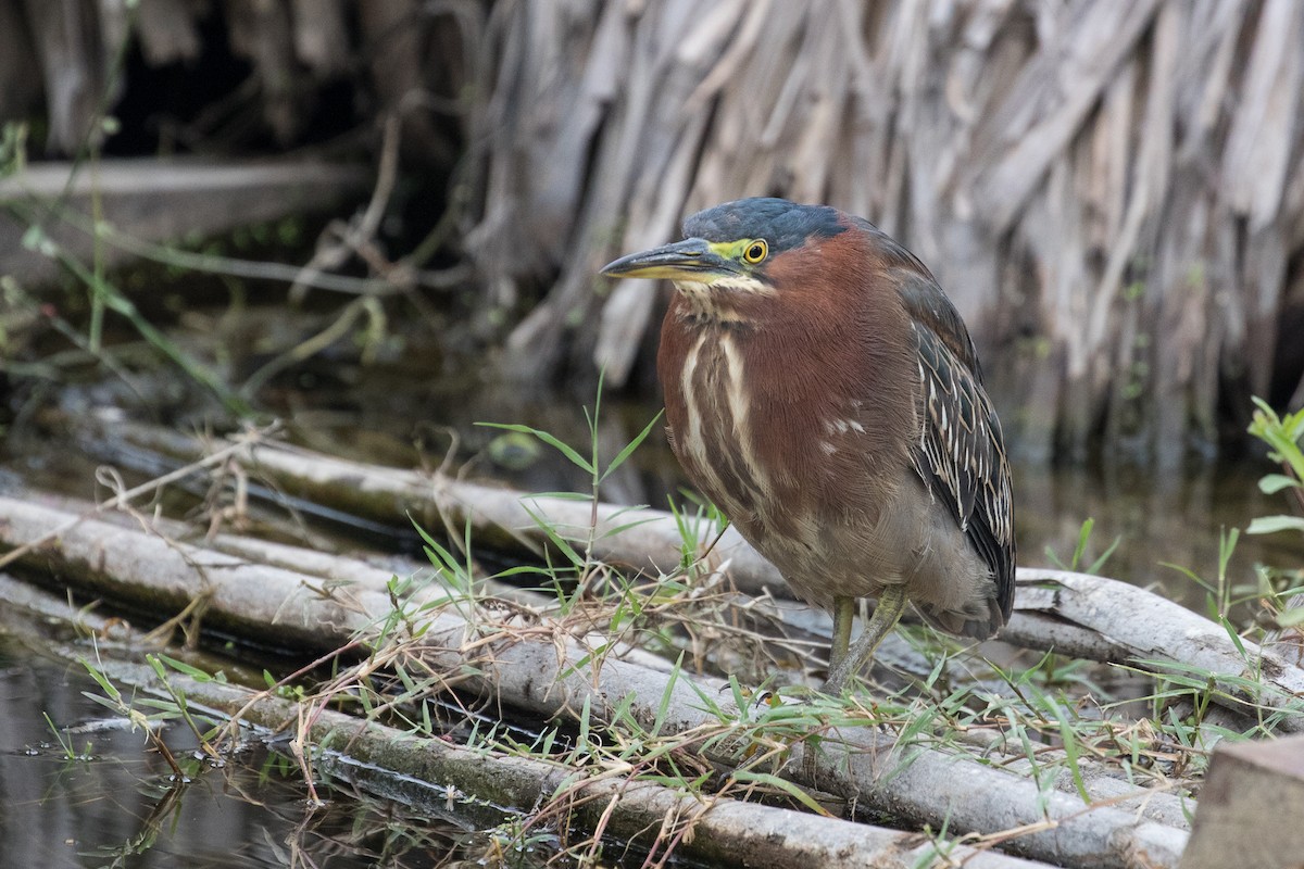 Green Heron - Ken Chamberlain