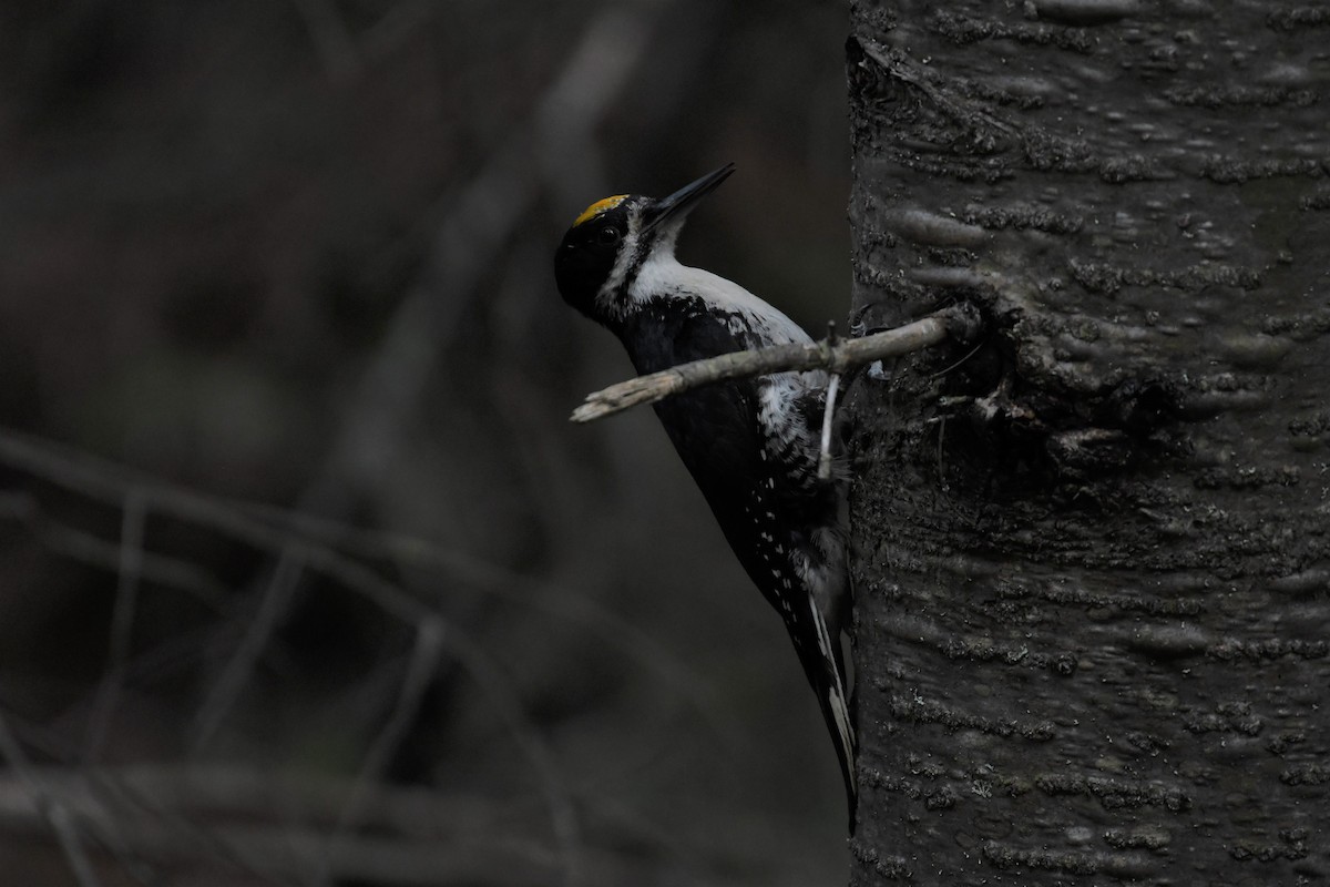 Black-backed Woodpecker - ML356858921