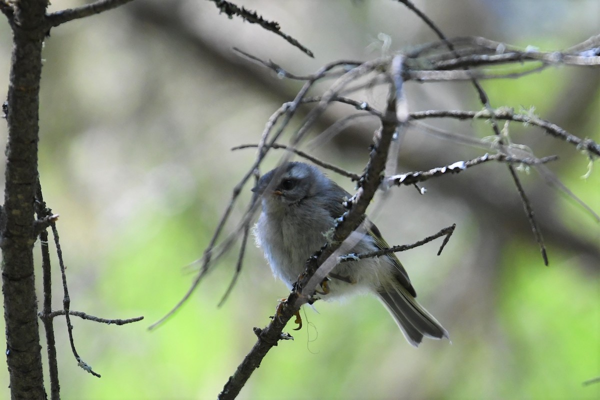 Golden-crowned Kinglet - ML356859231