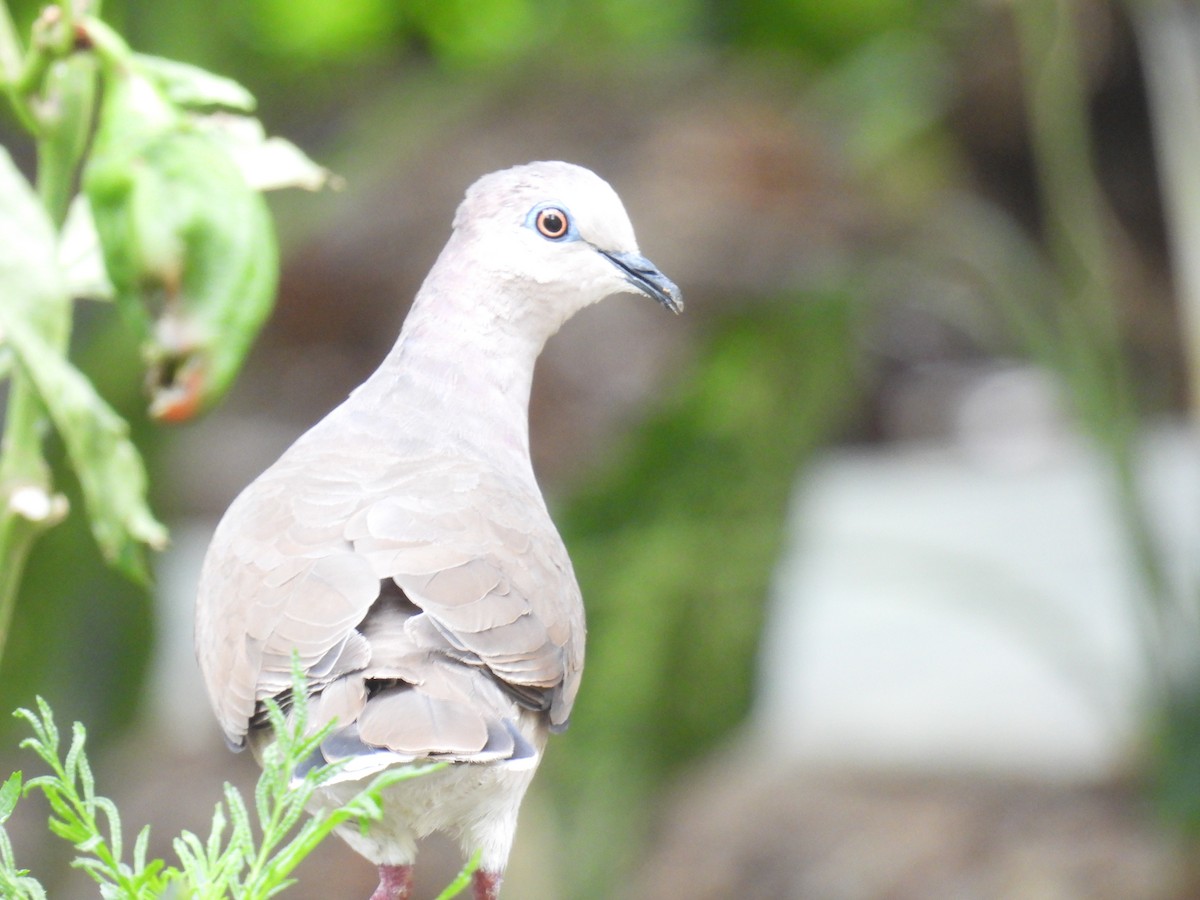 White-tipped Dove - ML356859871