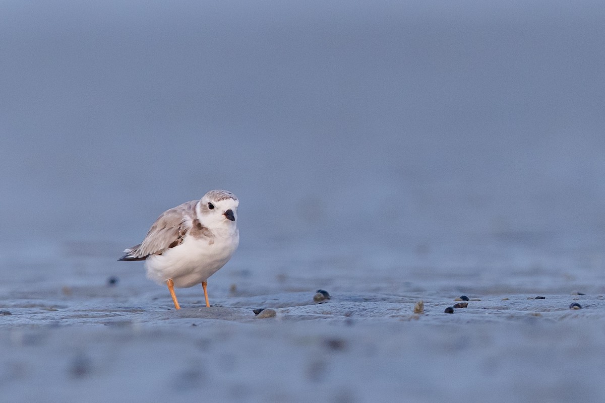 Piping Plover - Brad Imhoff