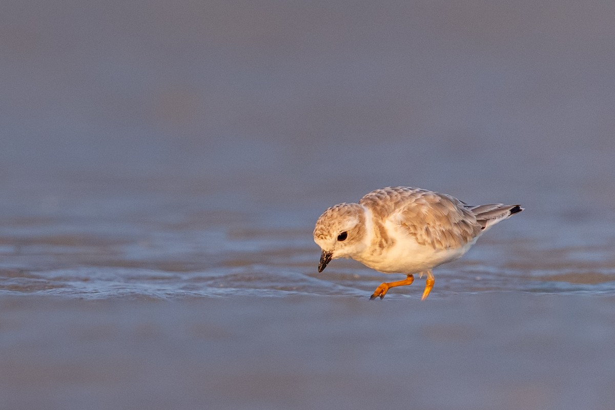 Piping Plover - Brad Imhoff