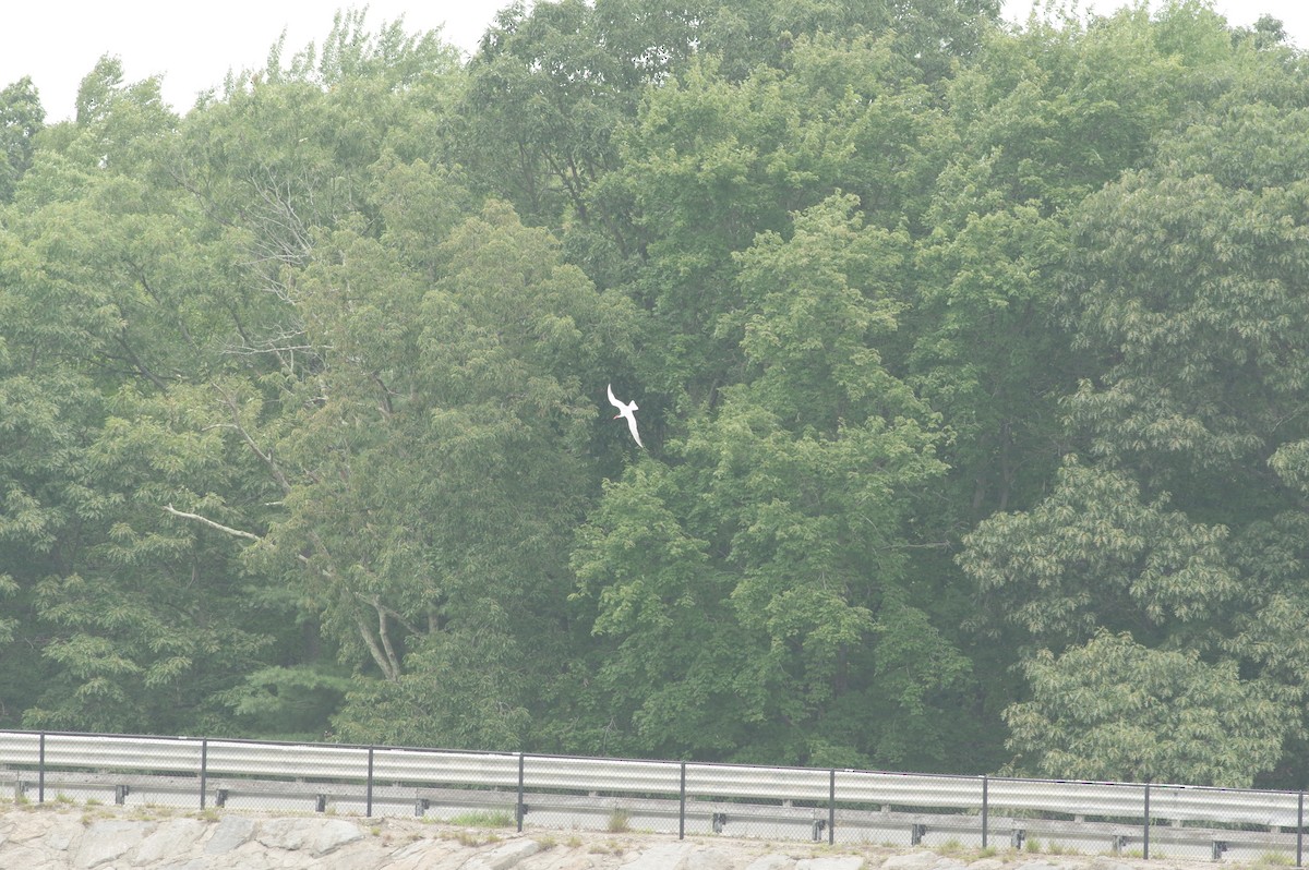 Caspian Tern - ML356861071