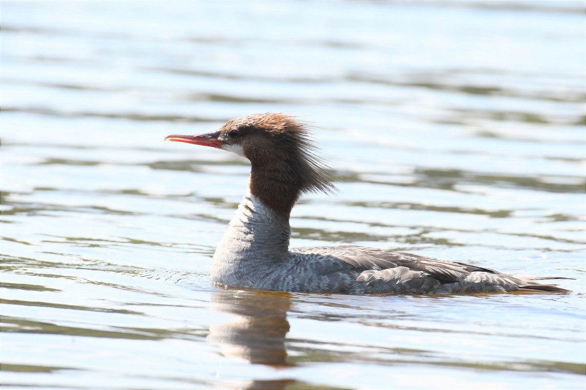 Common Merganser - ML356861091